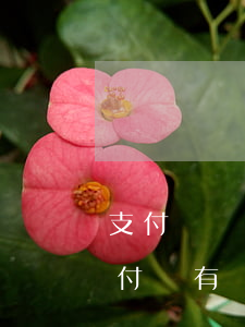 支付寶還信用卡延遲導(dǎo)致逾期(支付寶有過逾期記錄還能申請信用卡嗎)