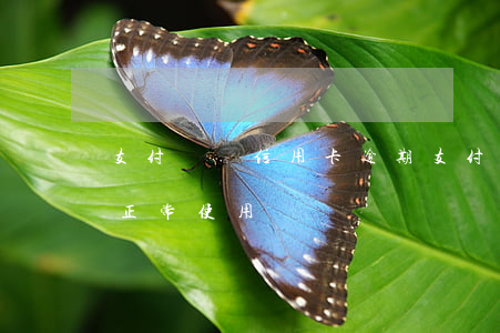 支付寶還信用卡 逾期(支付寶逾期信用卡還能正常使用嗎)