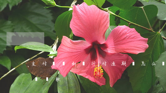 支付寶還到隨行付逾期會怎么樣-支付寶隨時還款