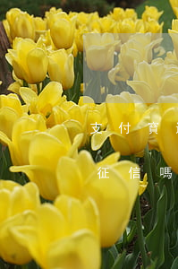 支付寶還唄逾期上征信嗎(支付寶花唄逾期上征信嗎)