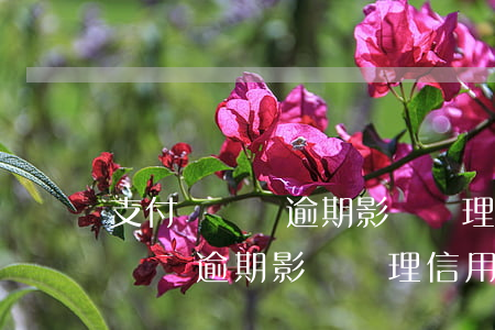 支付寶還唄逾期影響辦理信用卡嗎-支付寶還唄逾期影響辦理信用卡嗎知乎