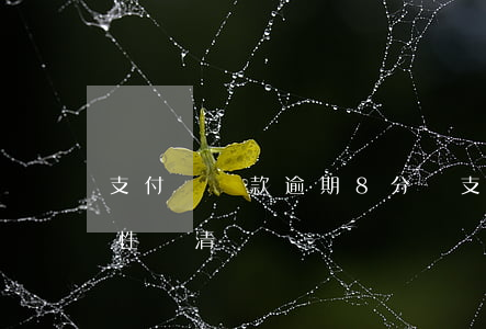 支付寶還款逾期8分鐘(支付寶逾期了叫一次性還清)