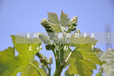 支付寶還款逾期多久會(huì)影響征信 支付寶逾期歸還了會(huì)影響征信嗎