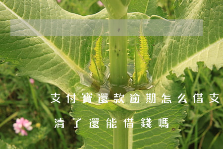 支付寶還款逾期怎么借(支付寶借唄逾期過,還清了還能借錢嗎)