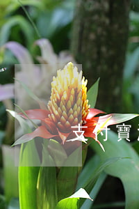 支付寶酒店逾期