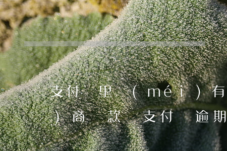 支付寶里沒(méi)有逾期能協(xié)商還款嗎(支付寶逾期了協(xié)商過(guò)沒(méi)用,還是要違約追責(zé))