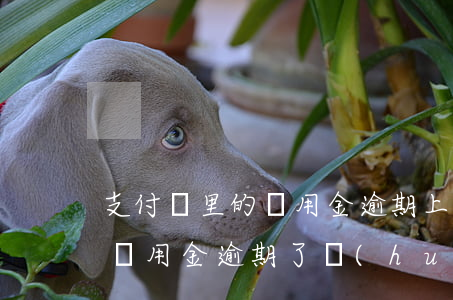 支付寶里的備用金逾期上不上征信-支付寶備用金逾期了會(huì)影響個(gè)人征信嗎