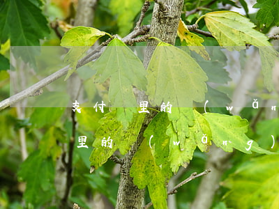 支付寶里的網(wǎng)商貸逾期(支付寶里的網(wǎng)商貸逾期多久會(huì)打通訊錄)