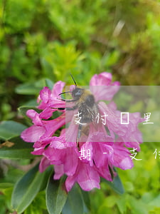支付寶里的花唄借唄網(wǎng)商貸逾期-支付寶網(wǎng)商貸借唄花唄全部都逾期了
