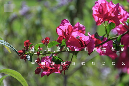 支付寶里的花唄還款都是怎么還的-支付寶里的花唄還款都是怎么還的呢