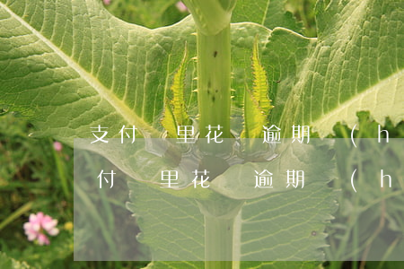 支付寶里花唄逾期會(huì)怎么樣-支付寶里花唄逾期會(huì)怎么樣嗎