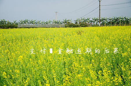 支付寶金融逾期的后果
