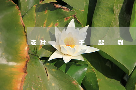 支付寶錢幾千塊起訴我