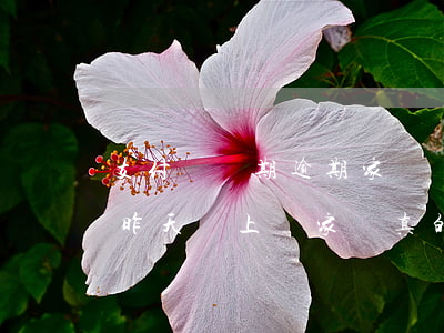 支付寶長期逾期家訪嗎(支付寶逾期6萬半年,昨天說上門家訪真的會來嗎?)