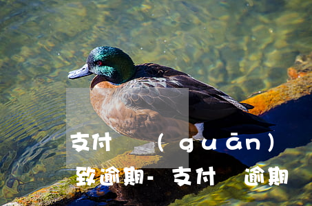支付寶關(guān)閉支付導(dǎo)致逾期-支付寶逾期關(guān)閉還款入口