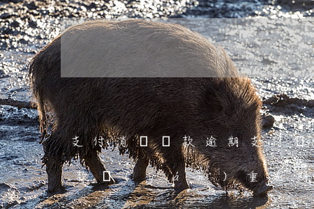 支付消費貸款逾期 支付寶申請的消費金融貸款嚴(yán)重逾期