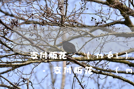 支付版花唄沒(méi)有還上逾期了怎么辦-支付版花唄沒(méi)有還上逾期了怎么辦呢