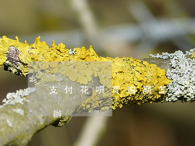 支付花唄寶逾期怎么辦(支付花唄寶逾期怎么辦)
