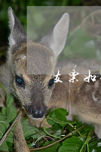 支票如何背書轉(zhuǎn)讓