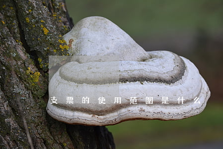 支票的使用范圍是什么