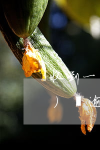 收到一條短信說(shuō)網(wǎng)貸逾期(網(wǎng)貸逾期短信收到立案通知是真的不)
