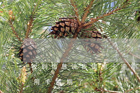 收到信息说我信用卡逾期了(收到信息说我信用卡逾期了)