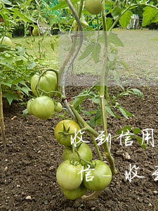 收到信用卡逾期全網(wǎng)追捕的短信-收到信用卡逾期全網(wǎng)追捕的短信是真的嗎