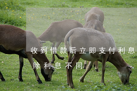 收到借款后立即支付利息與預(yù)先扣除利息不同