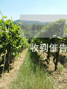 收到催告函了怎么办(催告函怎么写)