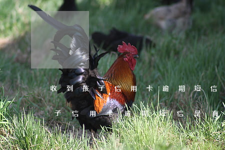 收到孩子信用卡逾期短信是真的嗎-收到孩子信用卡逾期短信是真的嗎嗎