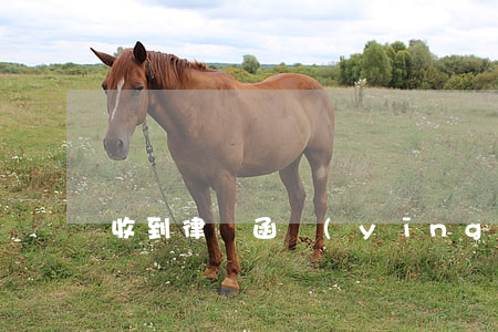 收到律師函應(yīng)該怎么做