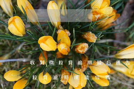 收到微粒貸逾期最后通告是真的嗎-收到微粒貸逾期還能借嗎