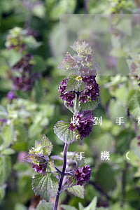 收到手機(jī)貸的律師快遞函是真的嗎（手機(jī)貸逾期寄了律師函）