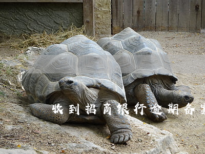 收到招商银行逾期备案通知