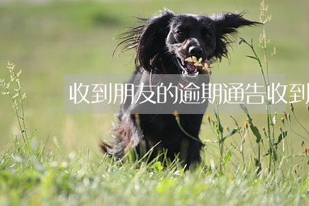 收到朋友的逾期通告 收到朋友逾期欠款電話