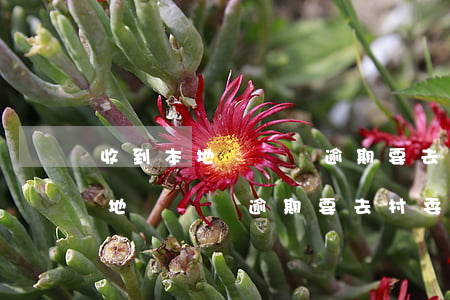 收到本地號碼說逾期要去村委核實-收到本地號碼說逾期要去村委核實是真的嗎