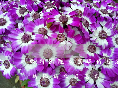 收到法院立案短信后怎么做?(收到法院已收案的短信,之后怎么辦)