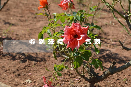 收到法院買賣合同糾紛傳票怎么辦