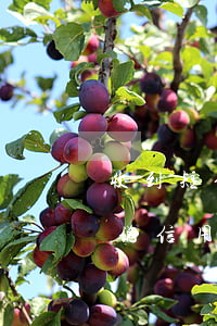 收到短信说信用卡逾期经侦传唤-收到短信说信用卡逾期经侦传唤是真的吗