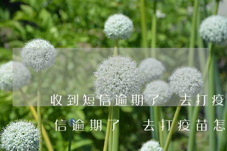 收到短信逾期了沒去打疫苗怎么辦-收到短信逾期了沒去打疫苗怎么辦呢