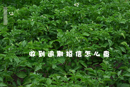 收到逾期短信怎么查詢