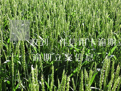 收到郵件信用卡逾期立案-收到郵件信用卡逾期立案信息