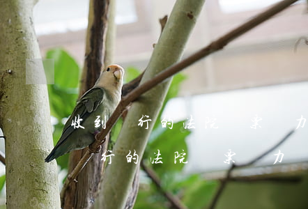 收到銀行的法院傳票無力償還怎么辦-收到銀行的法院傳票無力償還怎么辦呢