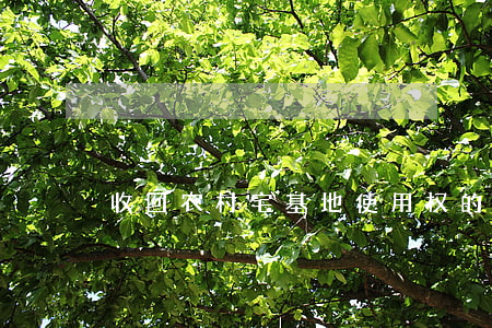 收回农村宅基地使用权的条件