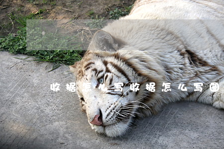 收据怎么写(收据怎么写图片)