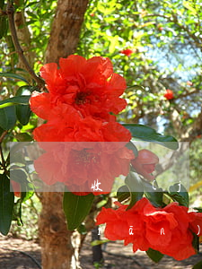 收監(jiān)是什么意思(革職收監(jiān)是什么意思)