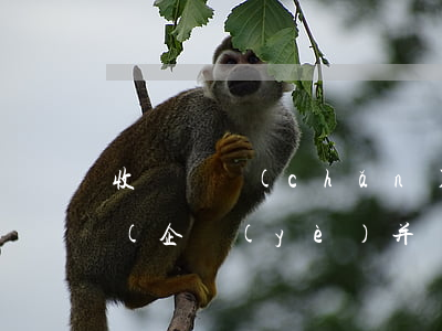 收購資產(chǎn)法律法規(guī)(企業(yè)并購涉及到法律法規(guī)有哪些)