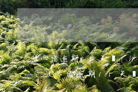 放心借逾期15天會(huì)取消分期嗎-放心借逾期15天會(huì)取消分期嗎?