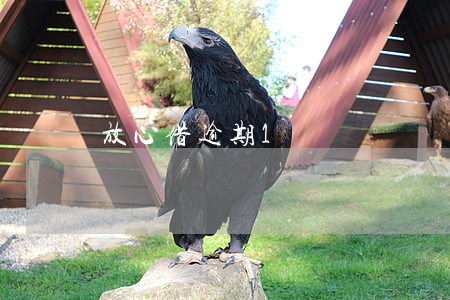 放心借逾期1萬
