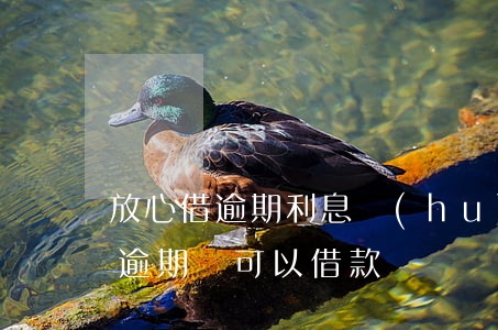 放心借逾期利息會(huì)多嗎(放心借有逾期還可以借款嗎)